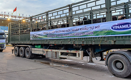 Vinamilk tăng cường đàn bò sữa cho các Green Farm với hơn 1.500 bò sữa nhập từ Mỹ